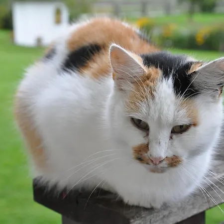 Alojamento de Turismo Rural Untersulzberghof *
